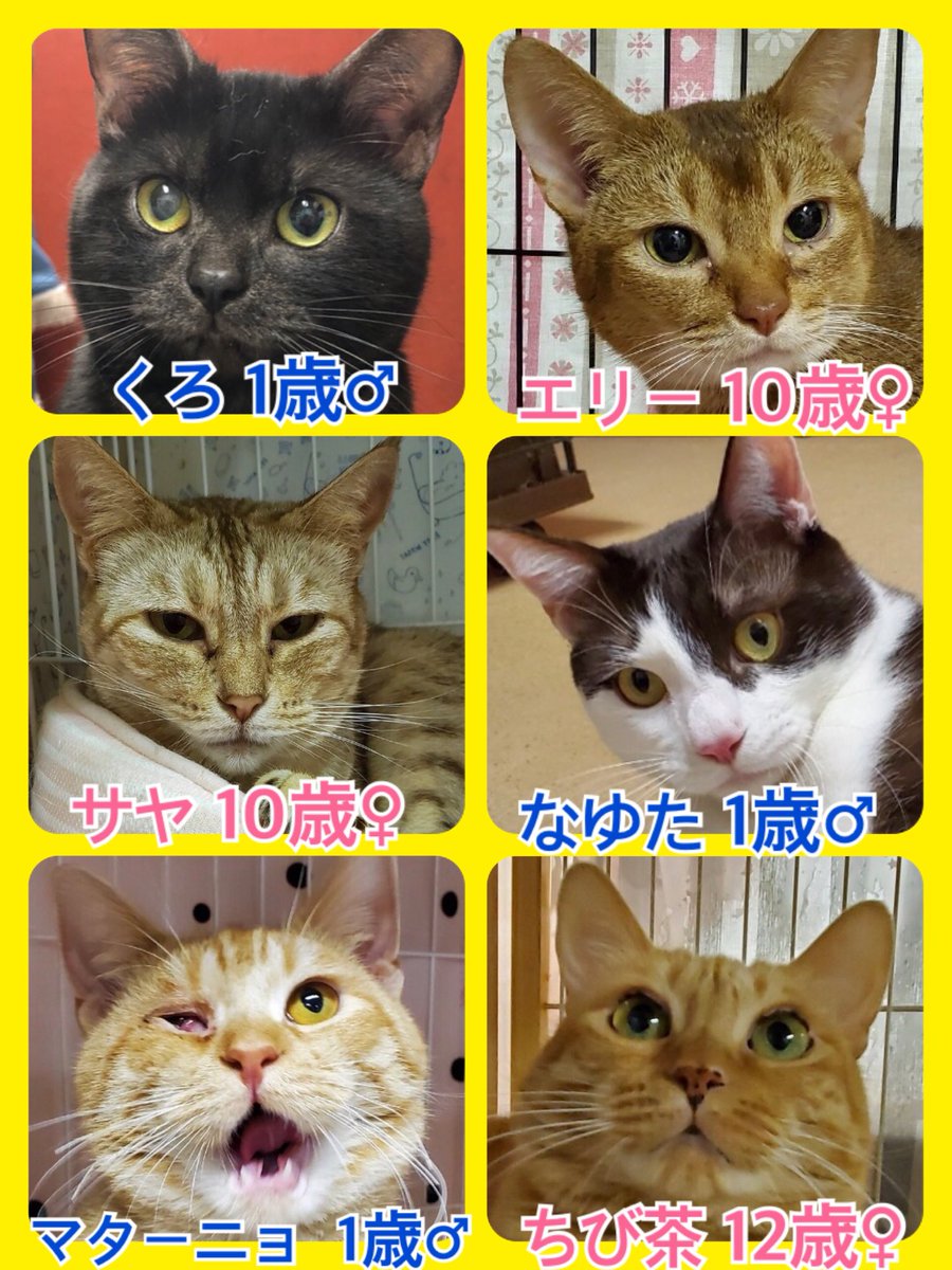 🐾今日の里親様募集中ニャンコ🐱メンバーです🐾2020,4,5